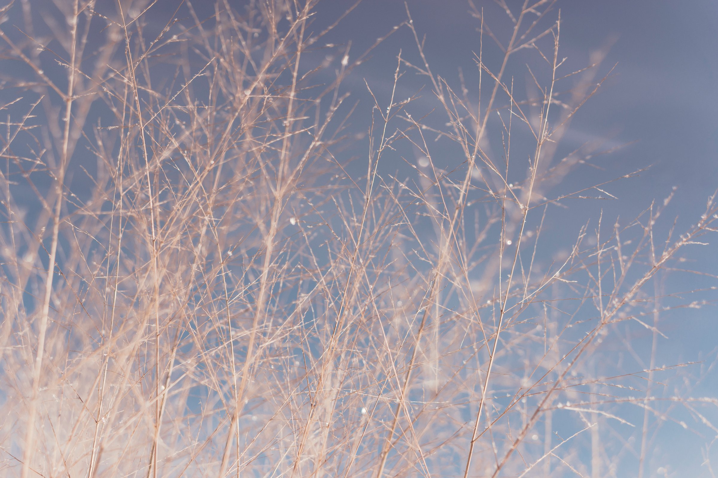 Dry Trees  with Smoke